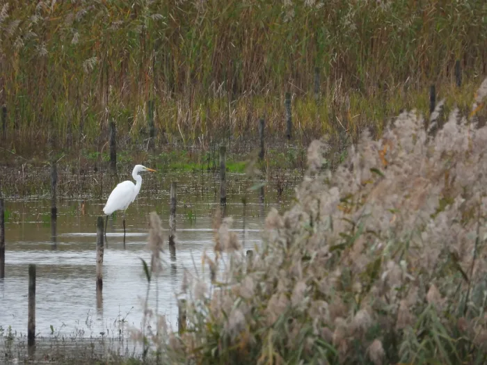 Gespotte Grote zilverreiger