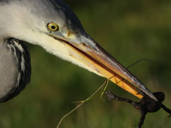 Gespotte Blauwe reiger
