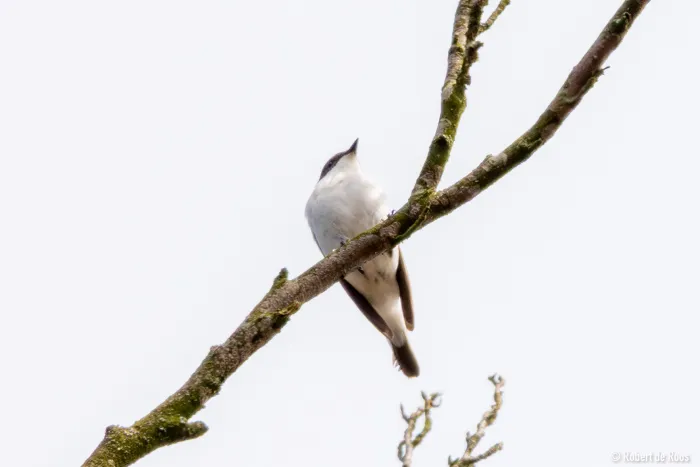 Gespotte Bonte vliegenvanger