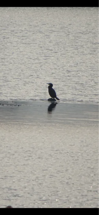 Gespotte Aalscholver