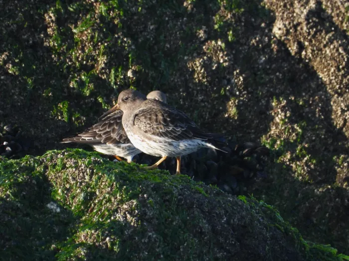 Gespotte Paarse strandloper