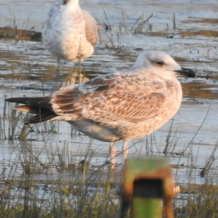 Gespotte Pontische meeuw