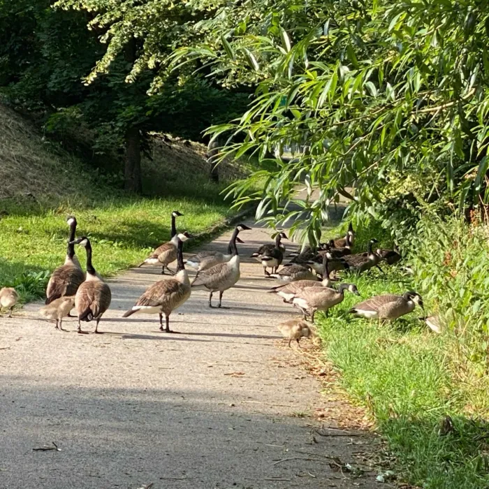 Gespotte Grote Canadese gans