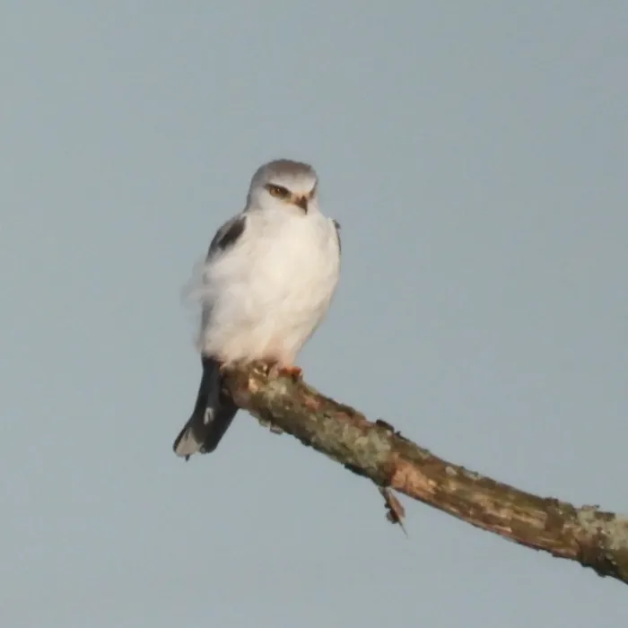 Gespotte Grijze wouw