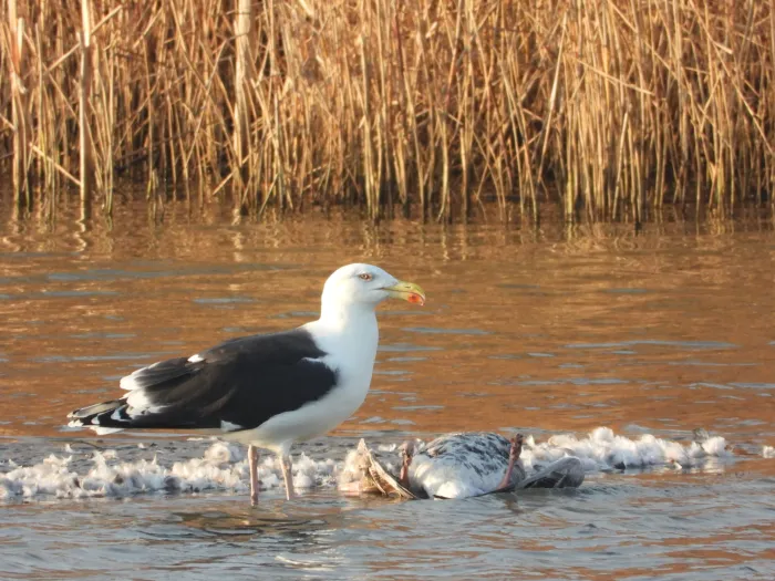 Gespotte Grote mantelmeeuw