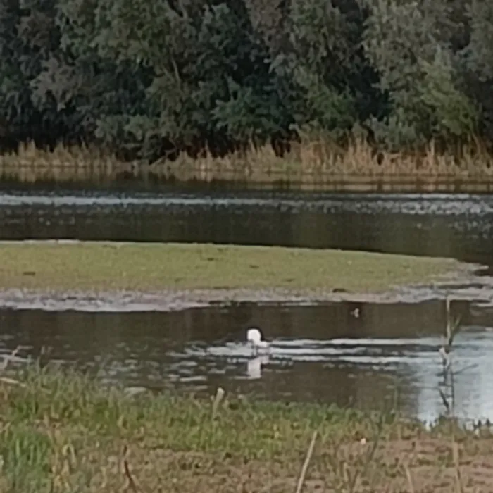 Gespotte Lepelaar