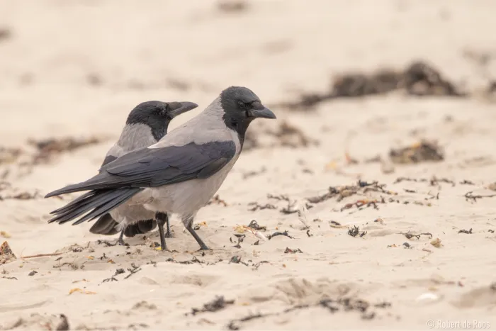 Gespotte Bonte kraai