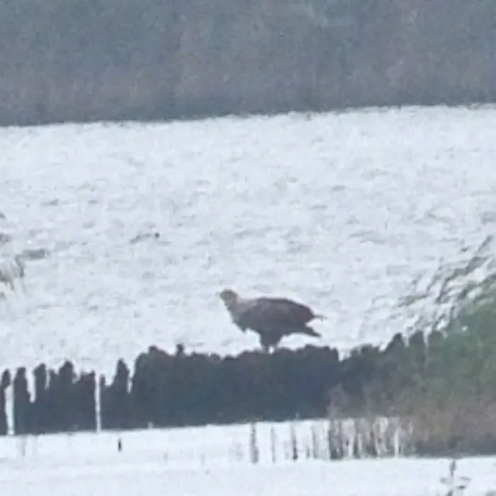 Gespotte Zeearend