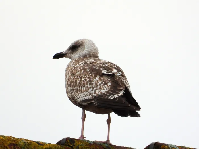 Gespotte Kleine mantelmeeuw