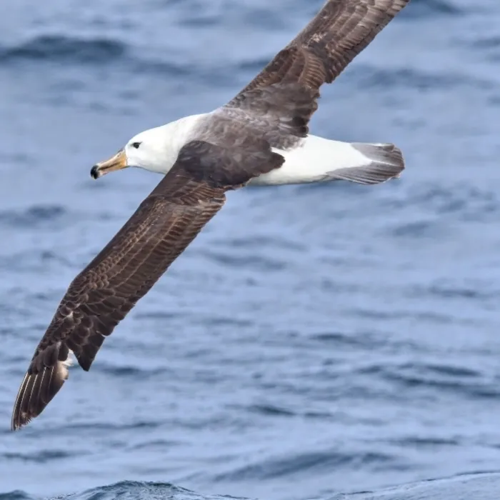 Gespotte Wenkbrauwalbatros