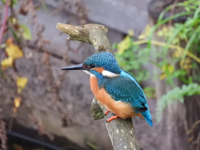 Spotted Common Kingfisher