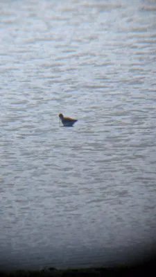 Gespotte Zwarte ruiter