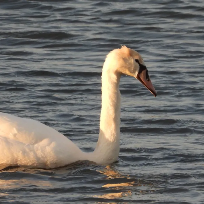 Gespotte Knobbelzwaan