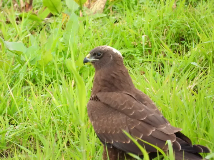 Gespotte Bruine kiekendief