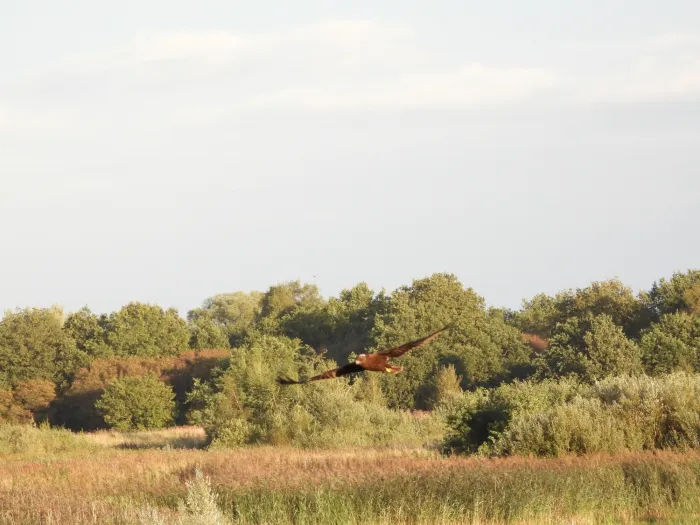 Gespotte Bruine kiekendief