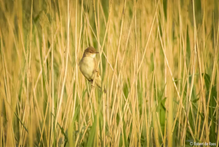 Gespotte Kleine karekiet