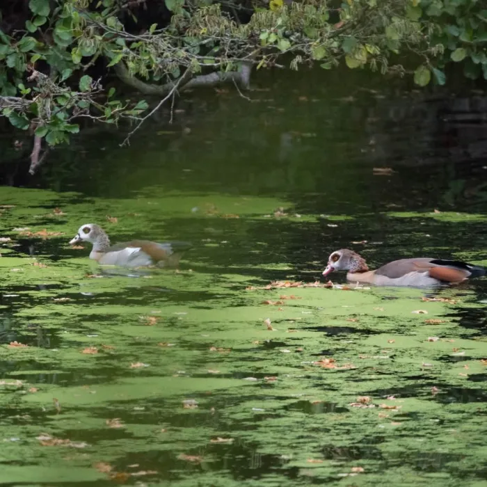 Spotted Ringed Teal
