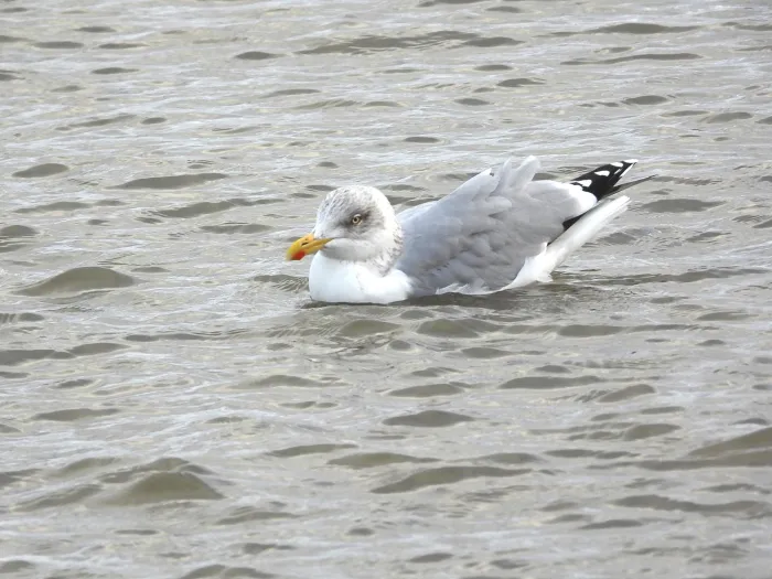 Gespotte Zilvermeeuw