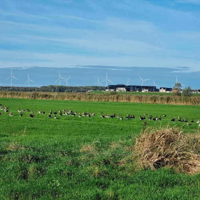 Gespotte Grauwe gans