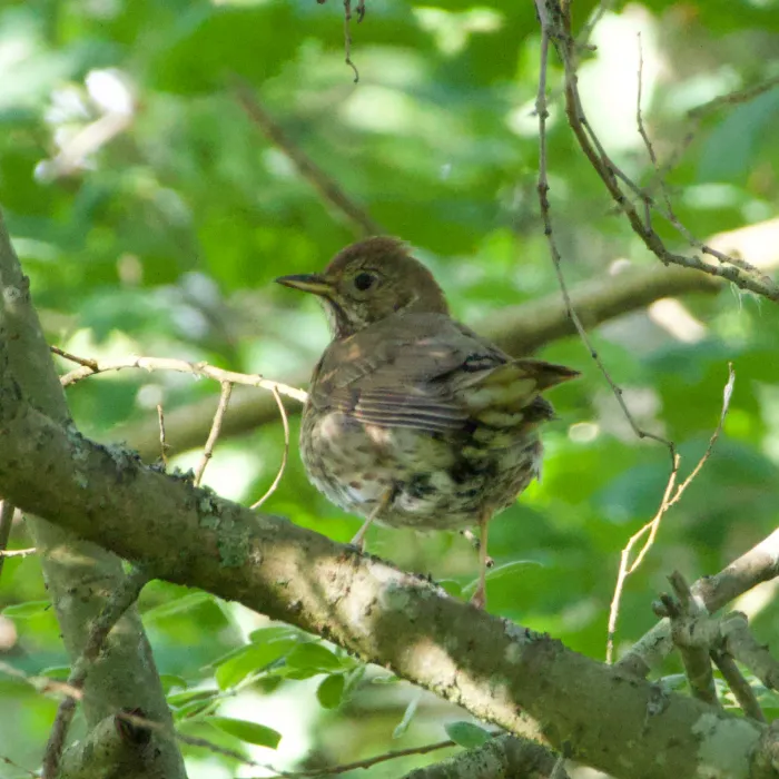 Gespotte Zanglijster
