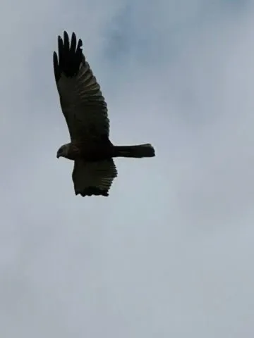 Gespotte Bruine kiekendief