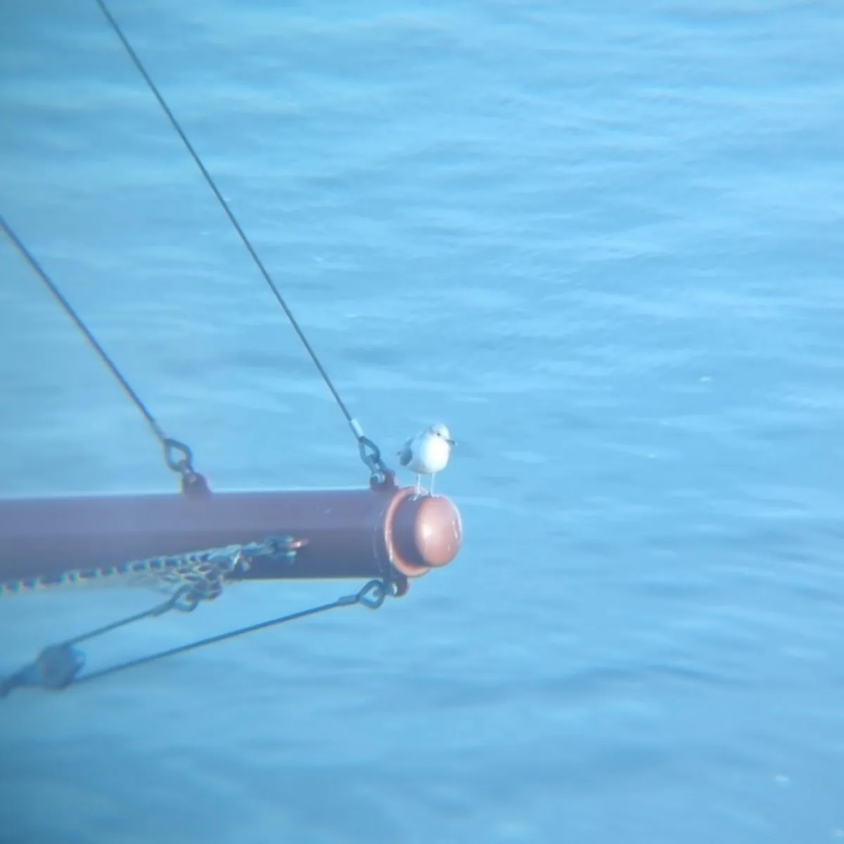 Gespotte Zilvermeeuw