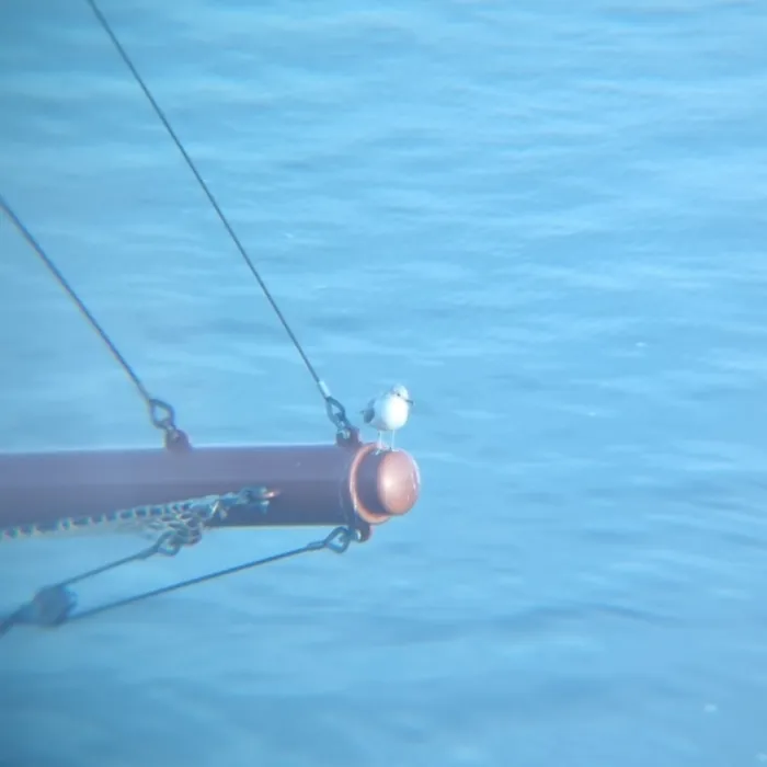 Gespotte Zilvermeeuw