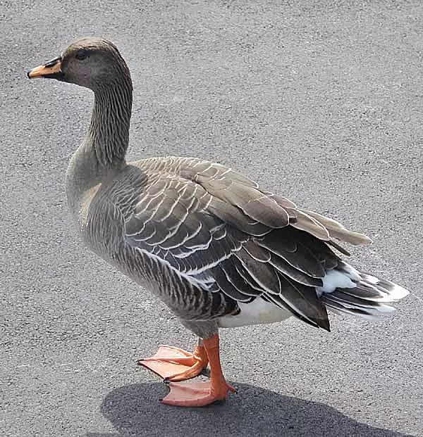 Taigarietgans