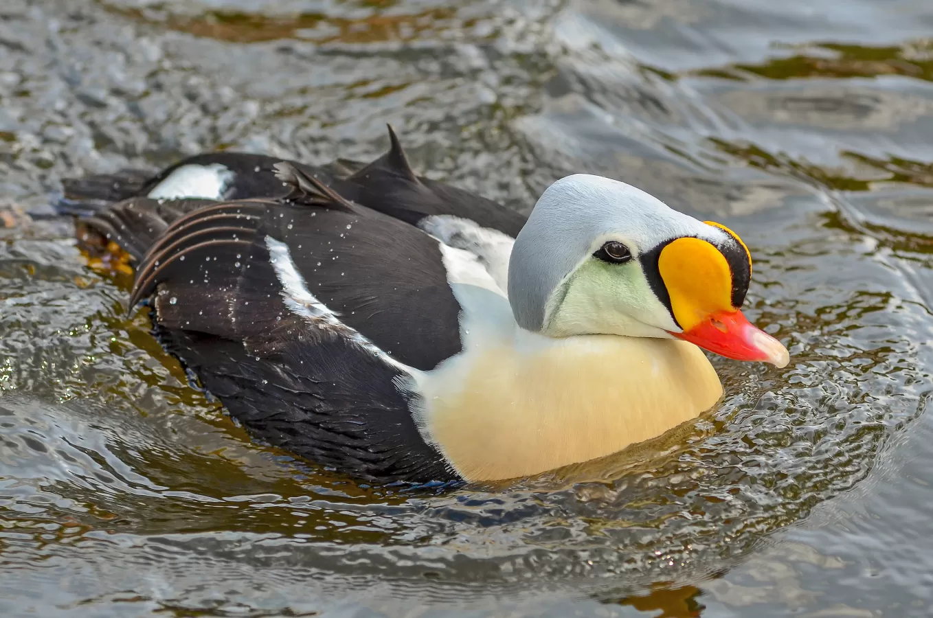 koningseider op het water