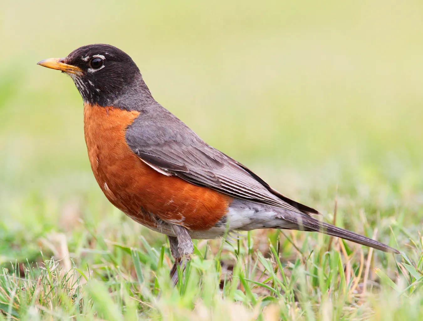 Roodborstlijster op grasveld