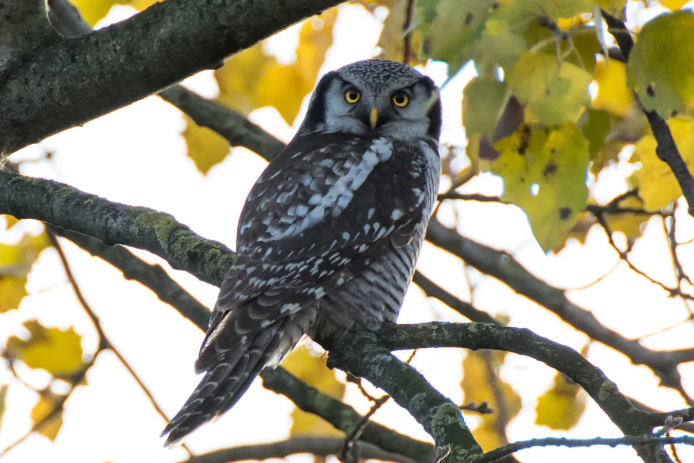 Sperweruil in een boom met herfstbladeren
