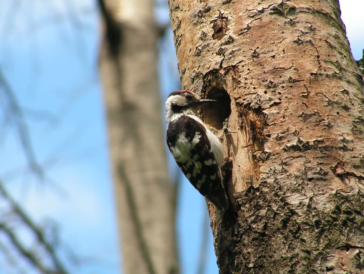 kleine bonte specht bij nest in boom