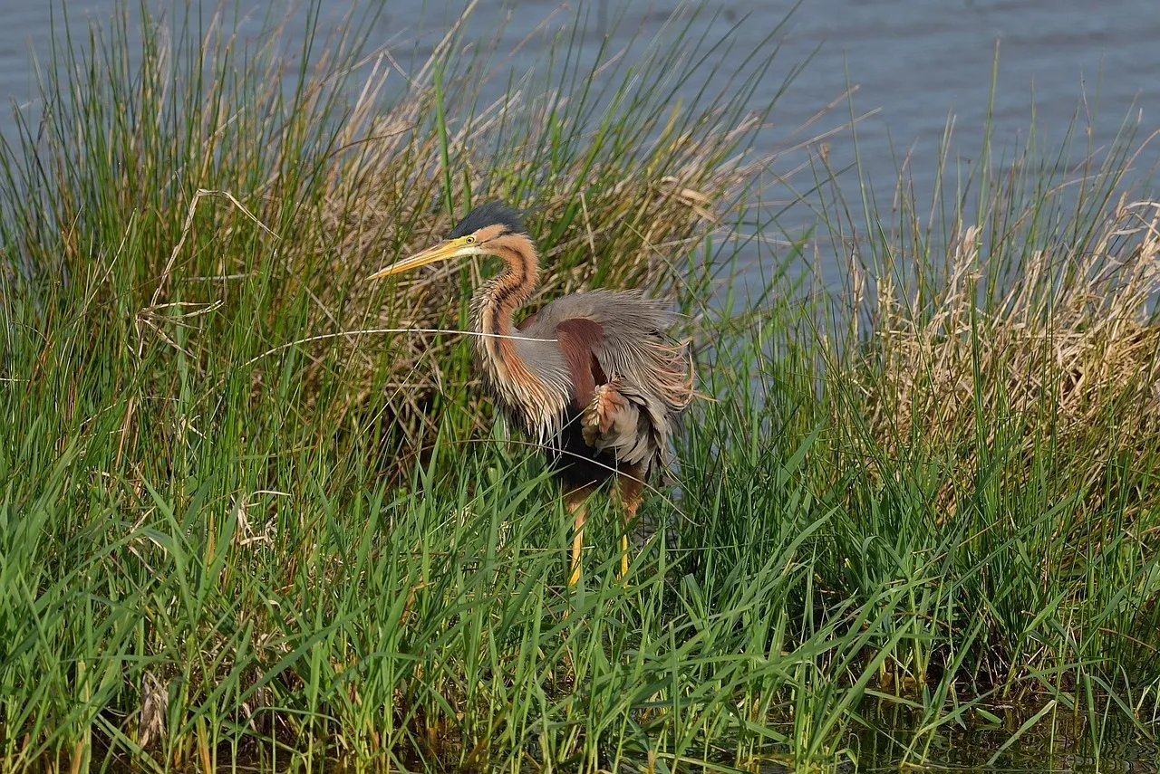 Purperreiger in rietkraag