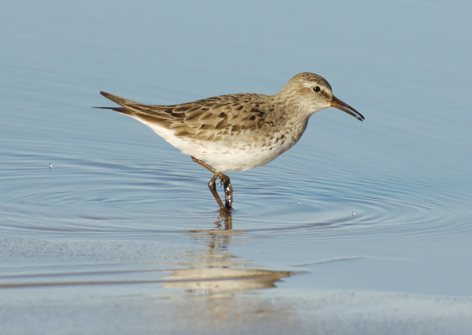 bonapartes strandloper in ondiep water