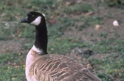 kleine Canadese Gans op de grond