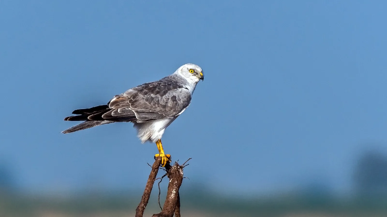 steppekiekendief in een veld