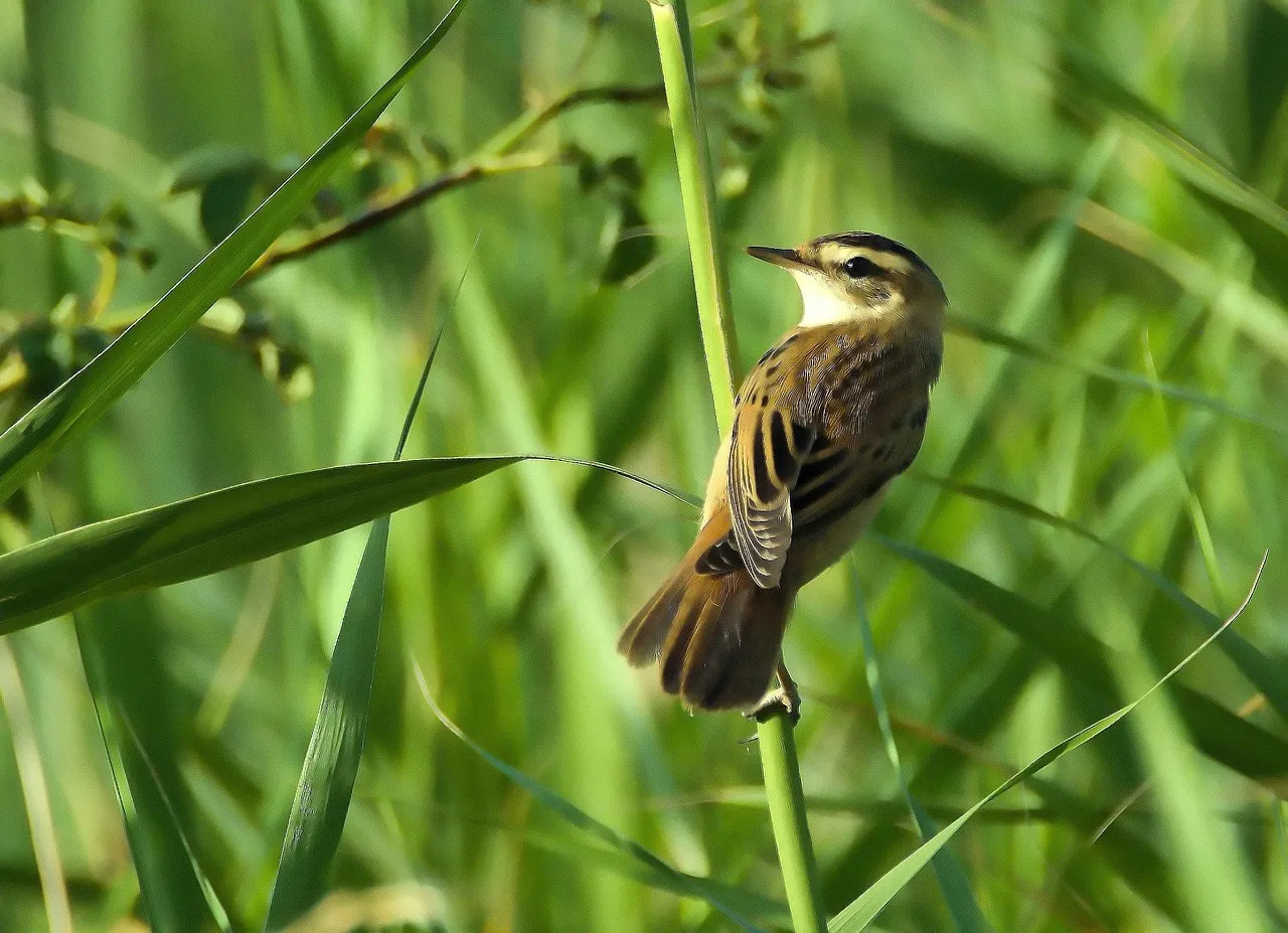 waterrietzanger in riet