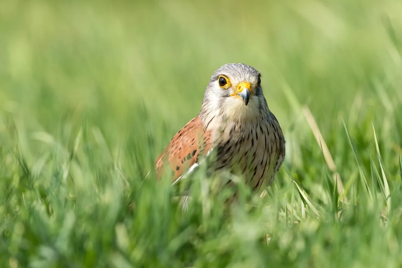 kleine torenvalk in het gras