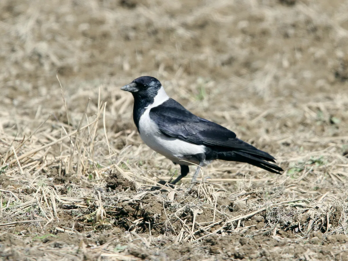 daurische kauw op een omgeploegd veld