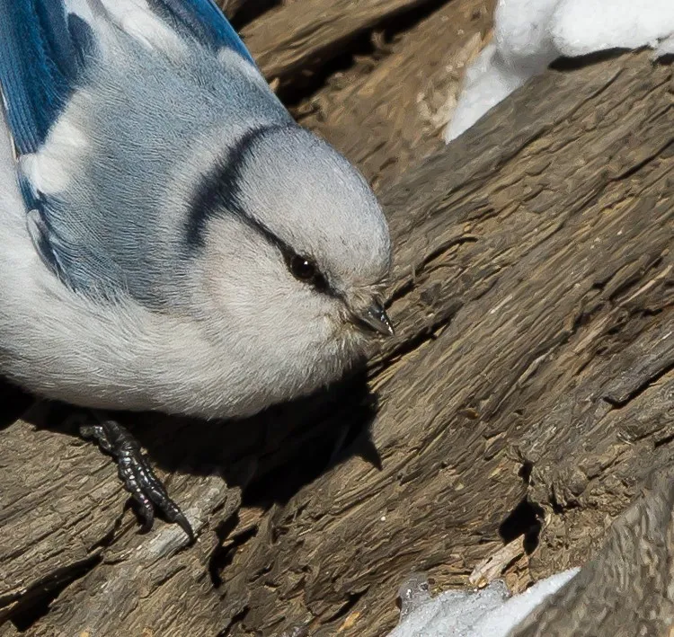 azuurmees op dood hout