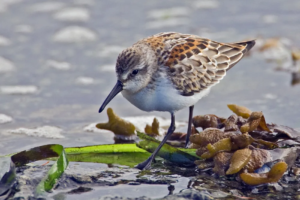 alaska strandloper bij zee