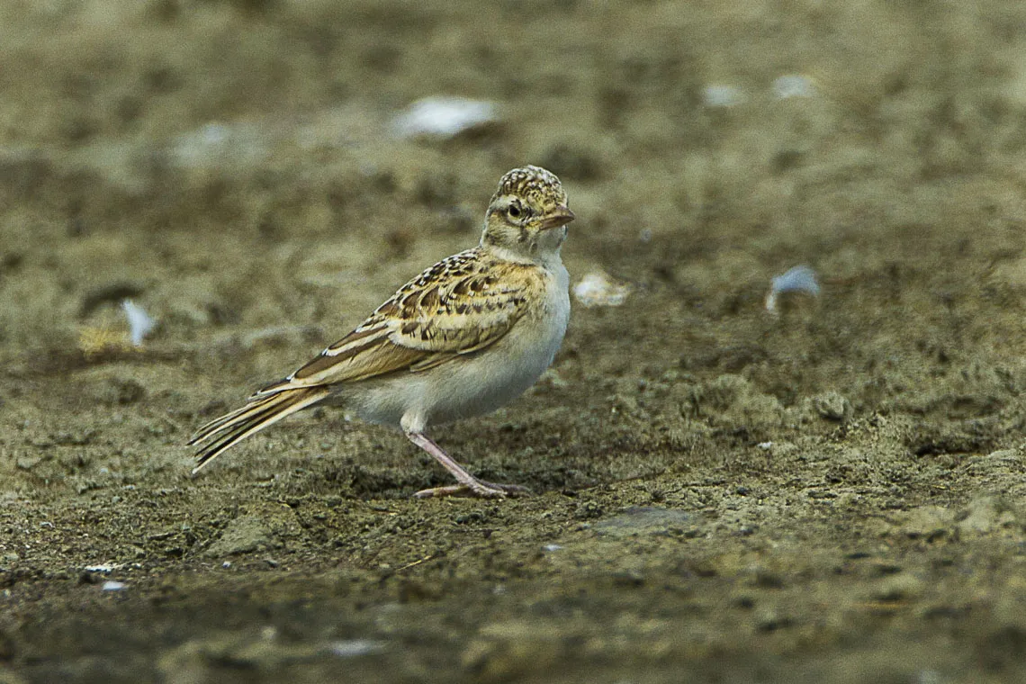 Kortteenleeuwerik op de grond