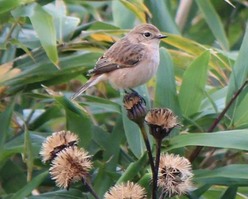 stejnegers roodborsttapuit op een plant