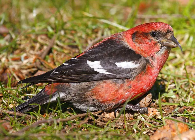 witbandkruisbek op de grond