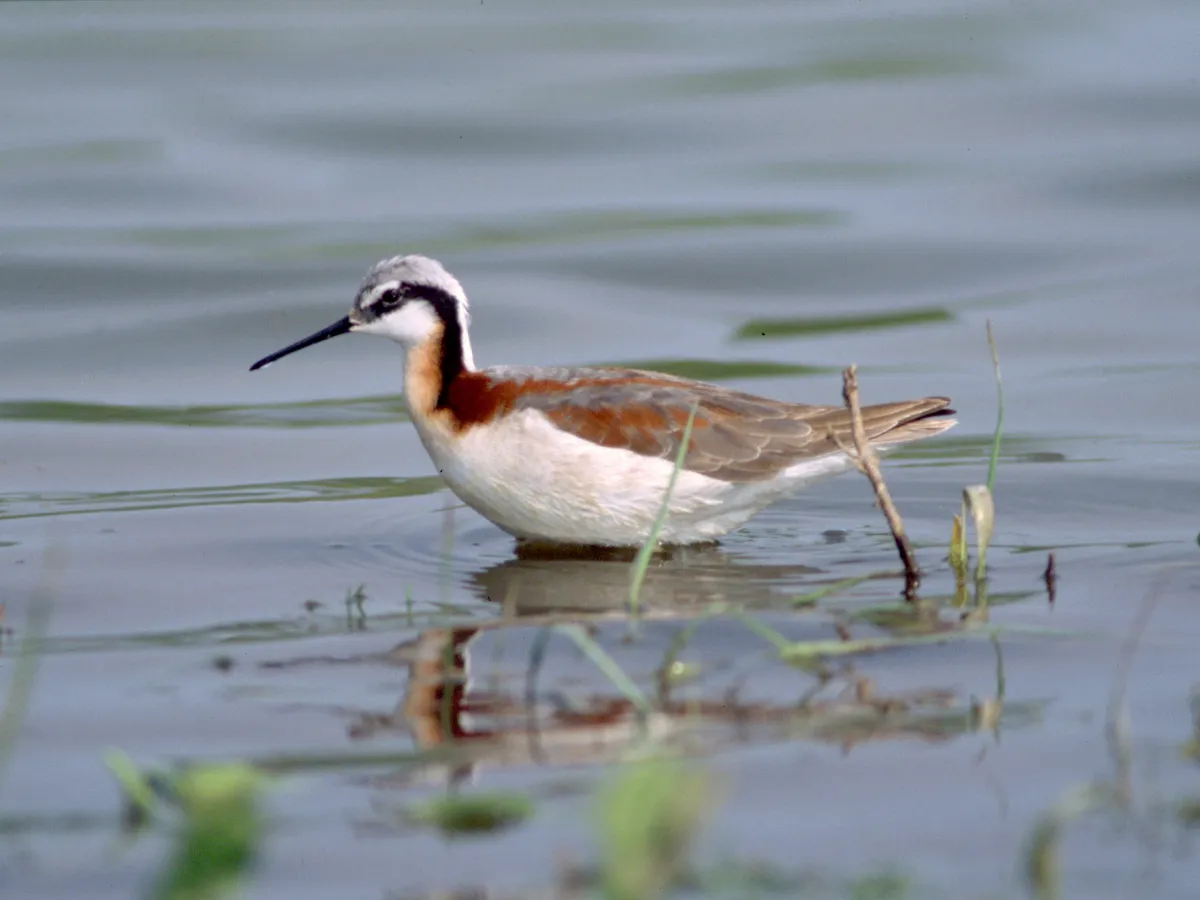 grote franjepoot in ondiepe water