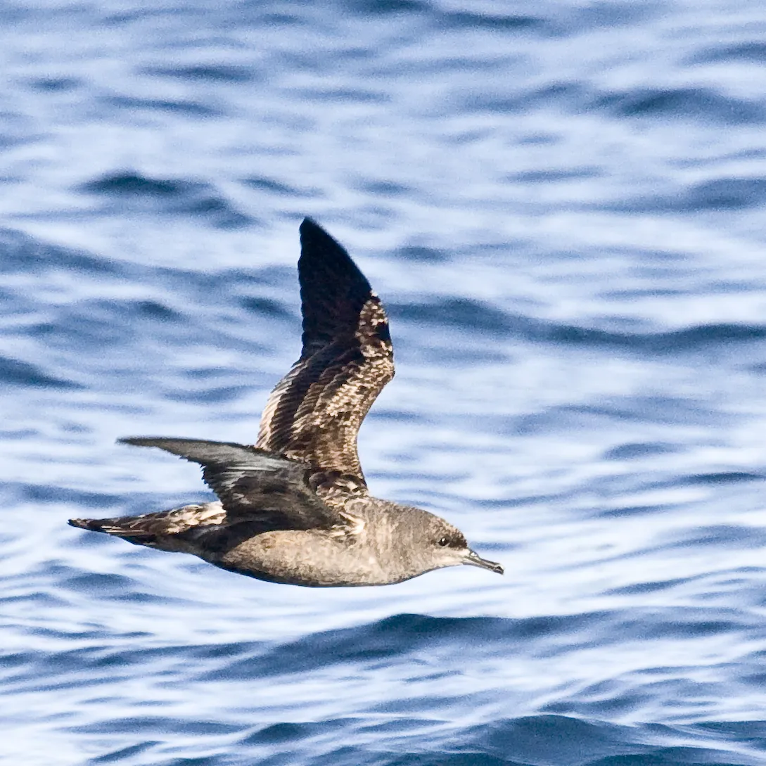 grauwe pijlstormvogel boven zee