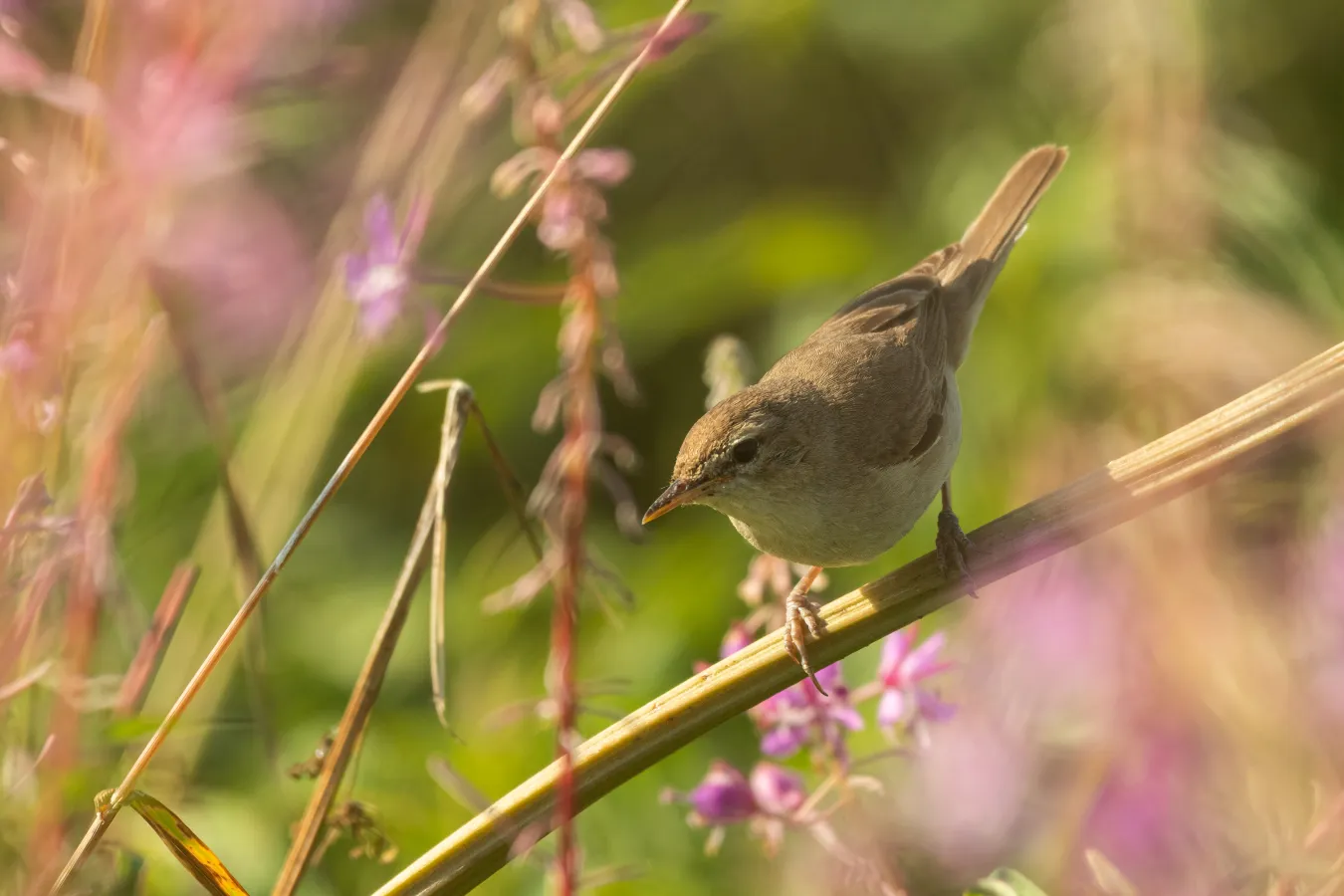 Kleine spotvogel in bloeiende omgeving