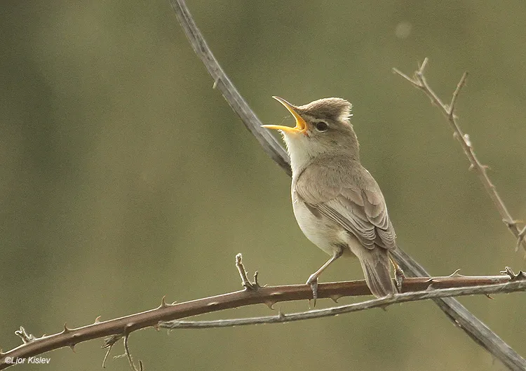 oostelijke vale spotvogel op een tak