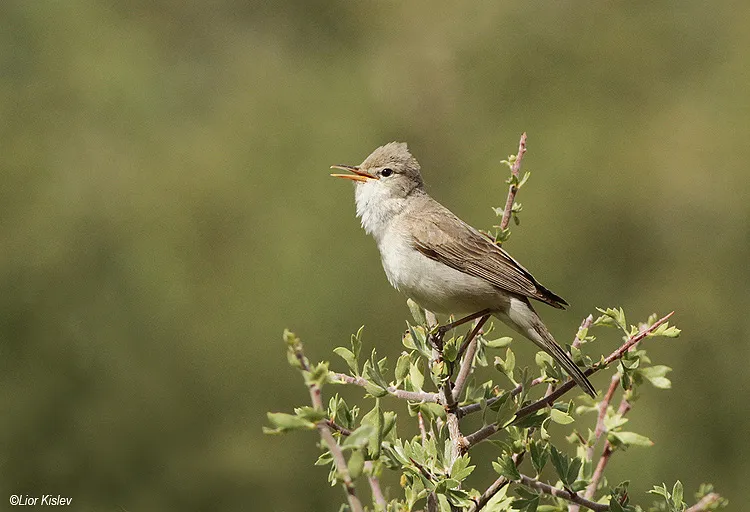 grote vale spotvogel op een tak
