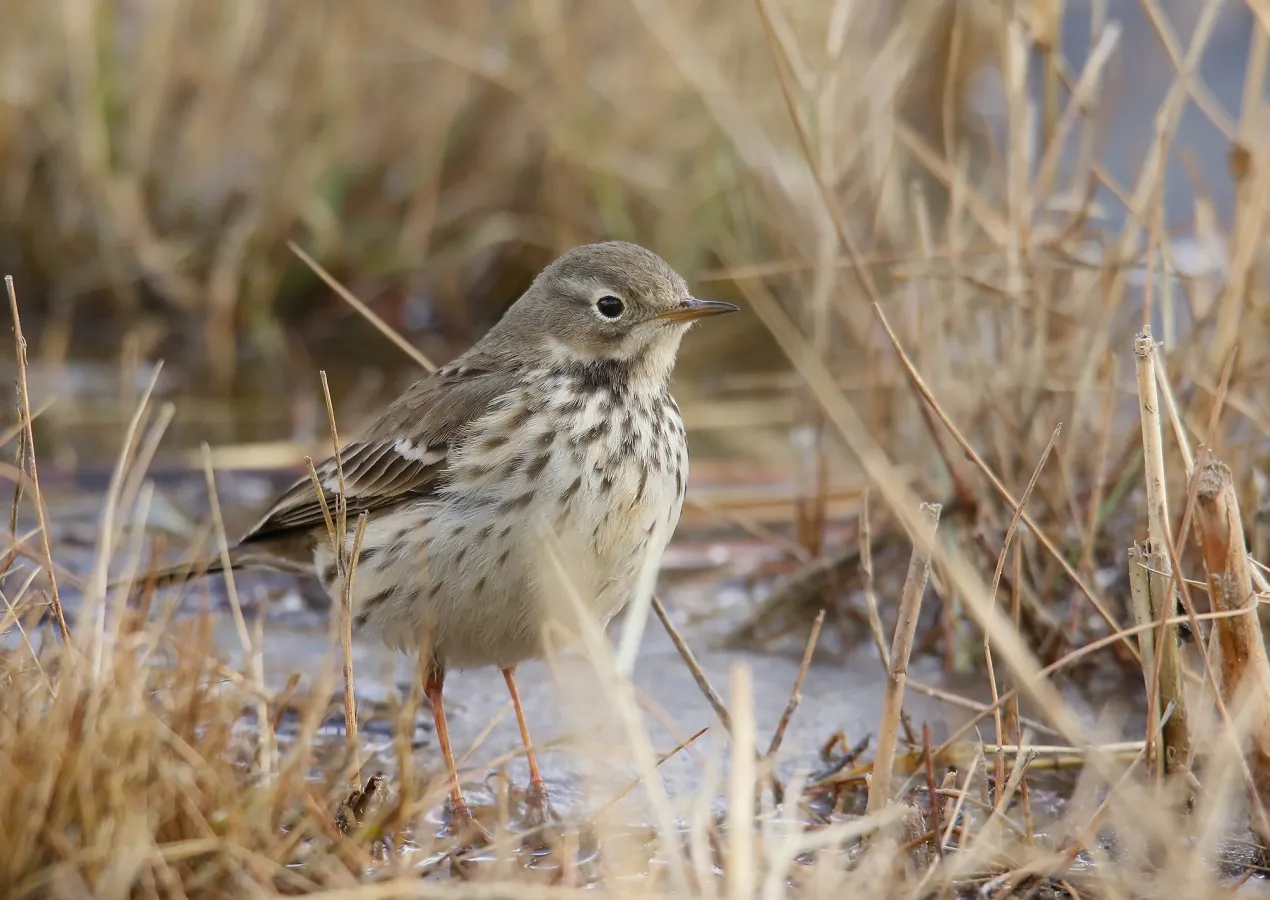 pacifische waterpieper in een moerassig gebied
